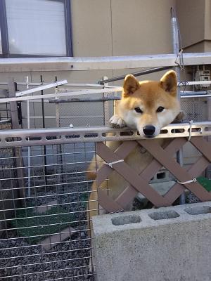 遊んで欲しくて立って見つめる柴犬コロ