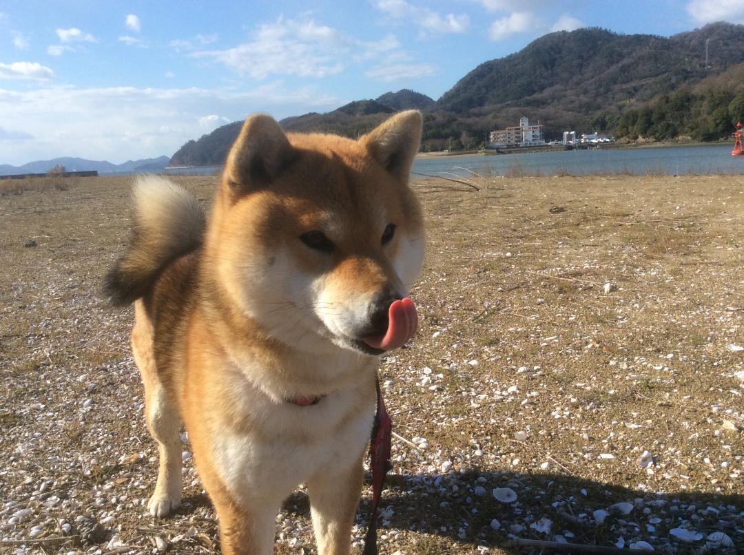 新鮮なお魚は美味しいなぁ