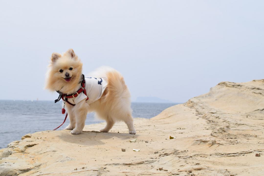 海犬！