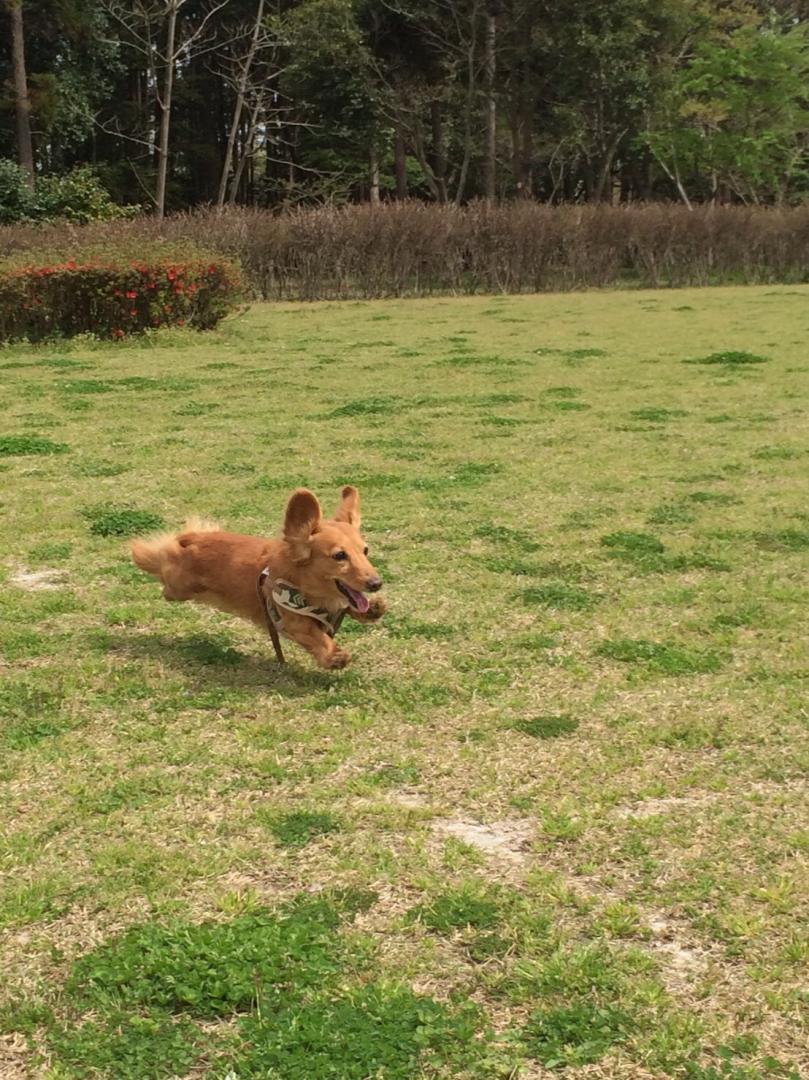 やっぱりボール好き！