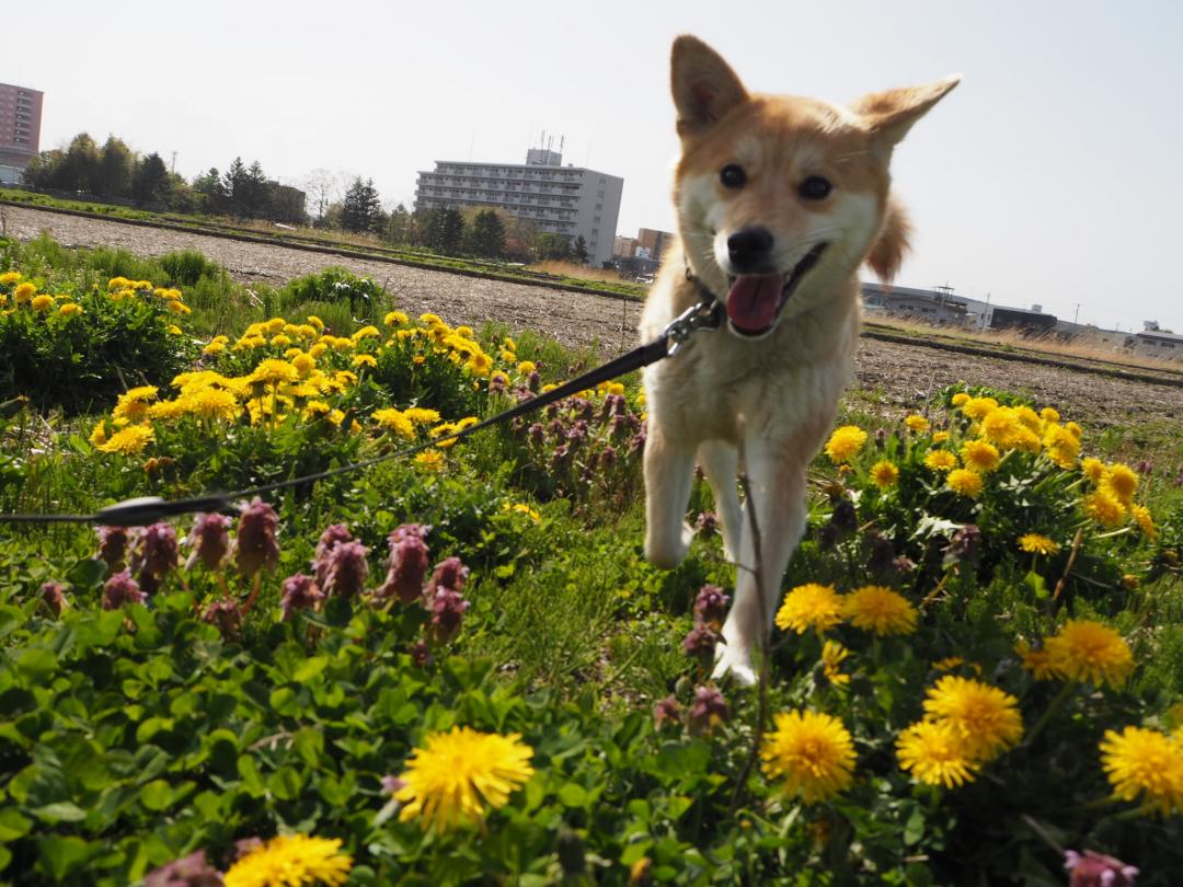 夏のお散歩