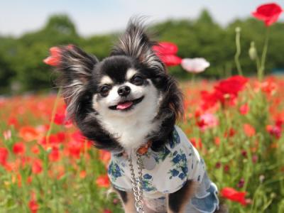 お花畑で最高の笑顔