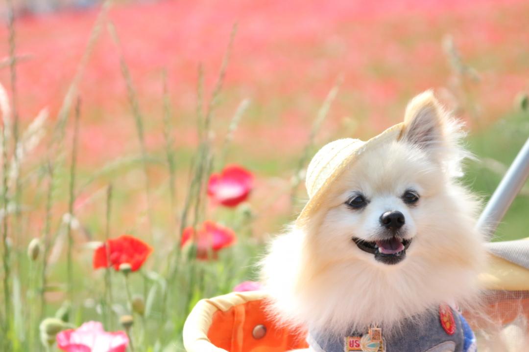 天空の花園