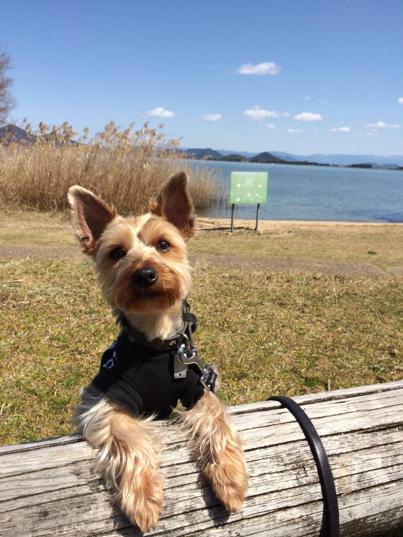 愛犬と初キャンプ