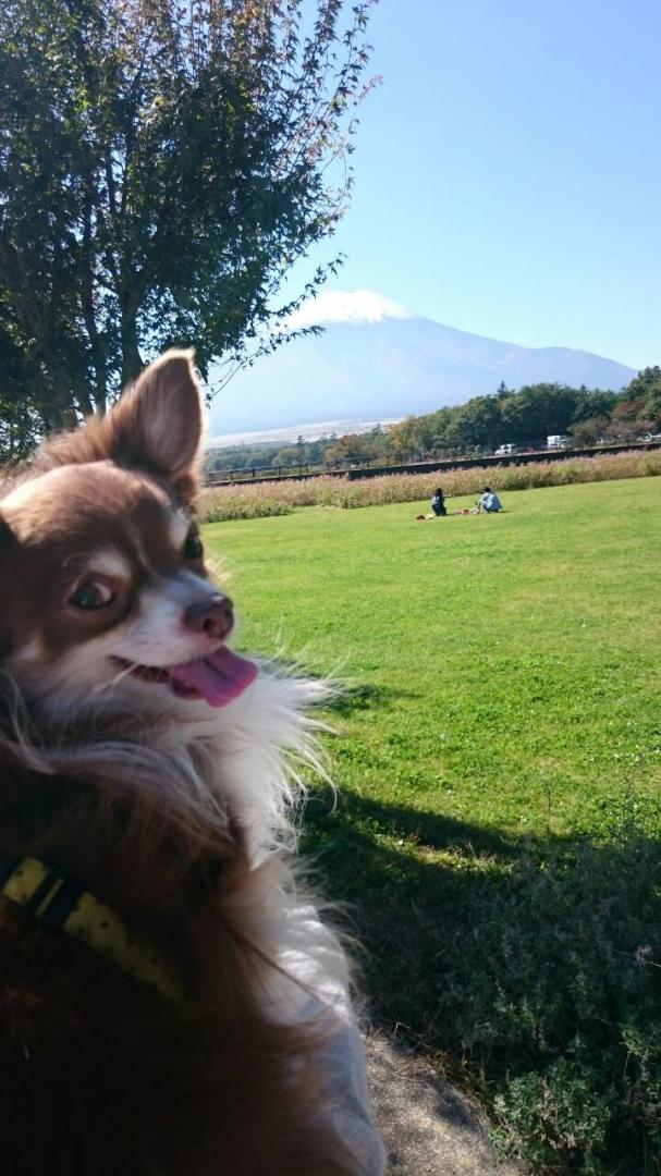 富士山きれいだワン！