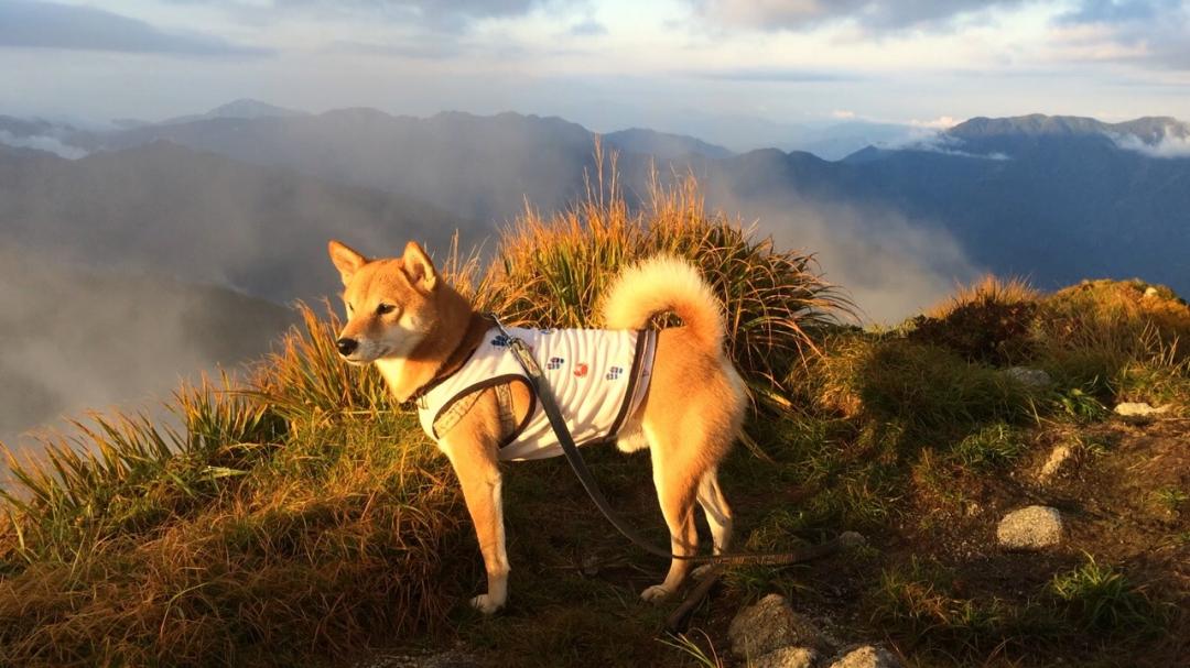 ぼくは、山から観る景色がみんな好きだワン