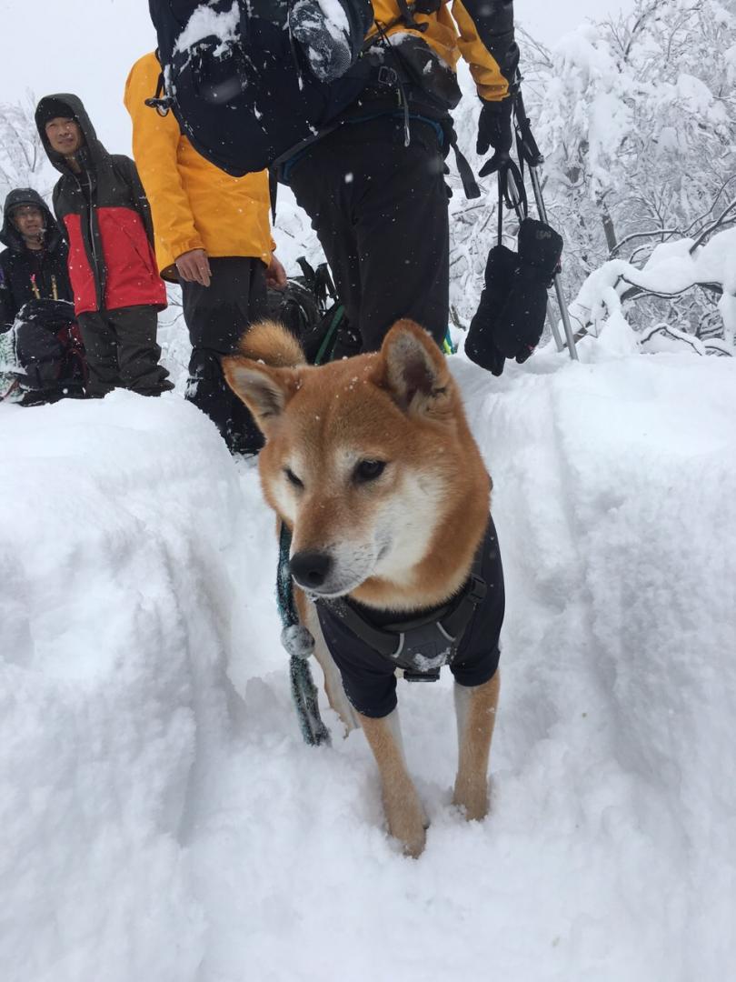 ぼくは、先導犬