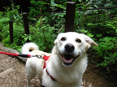 愛犬と白神山地への旅