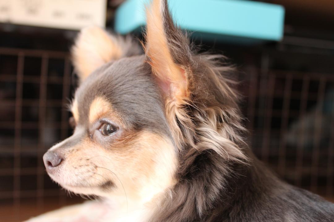 横顔美人のアオイちゃん よっし さんの投稿写真 犬 愛犬フォトコンテスト イヌトミィ