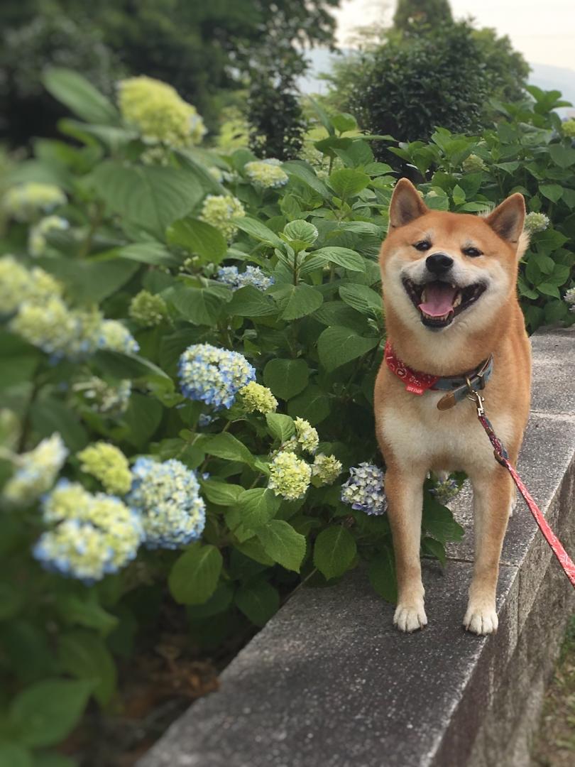 紫陽花綺麗なぁ～