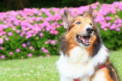 キレイな紫陽花見れて嬉しい。