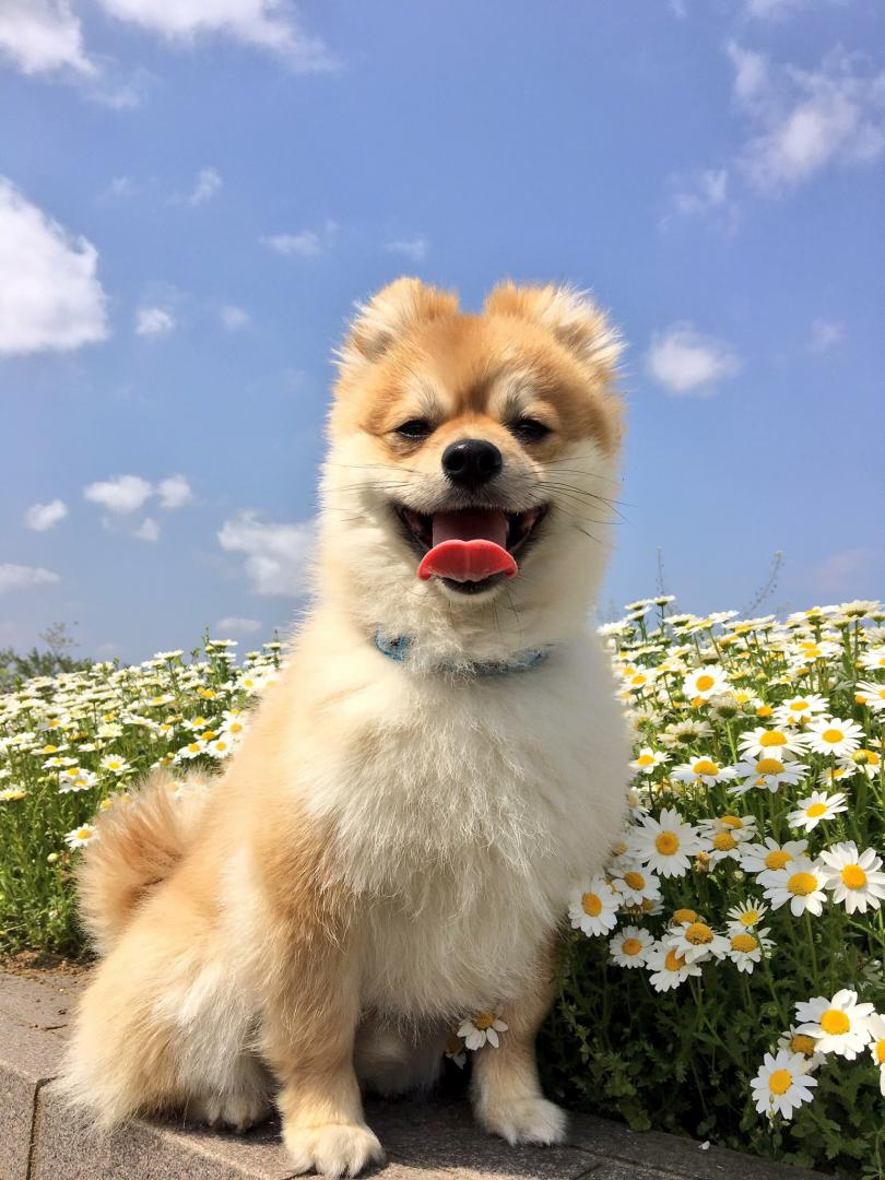 青空と花と笑顔と。