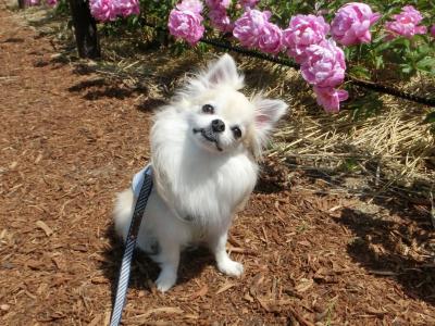 シャクヤクのお花と