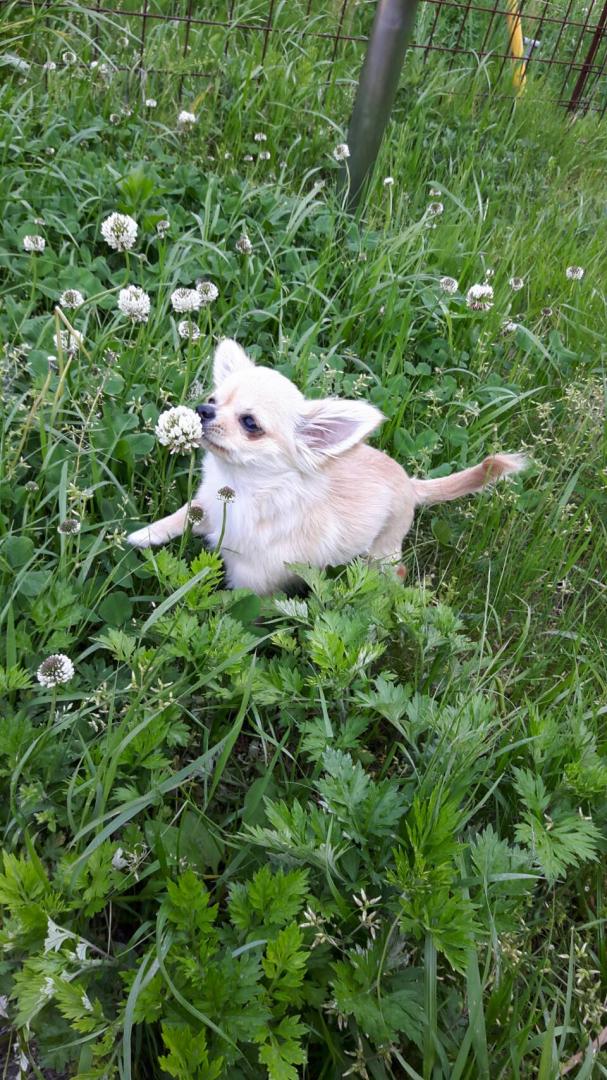 お花大好きヽ(●´ε｀●)ノー