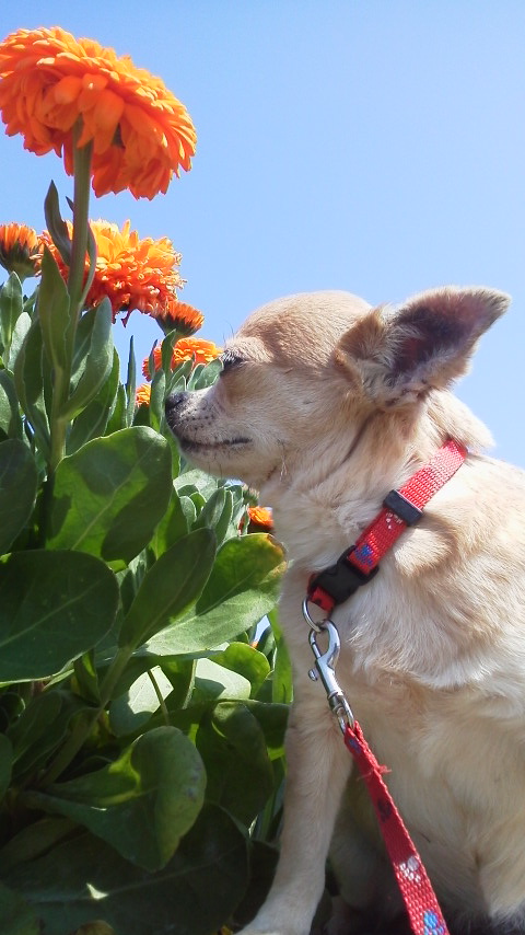 花の香り♪どんな匂いかな？