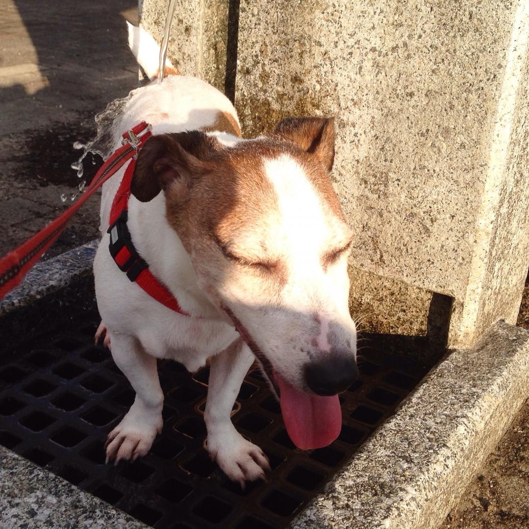 あへぇ 気持ちいいよぉ フランキーさんの投稿写真 犬 愛犬フォトコンテスト イヌトミィ