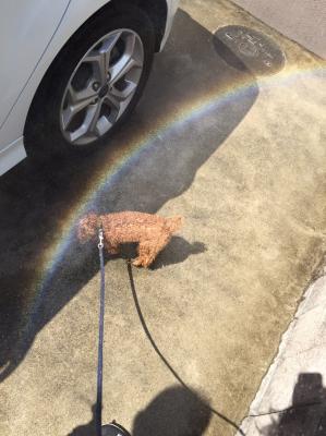 洗車で水浴び