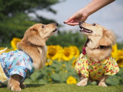 大好きな夏の思い出