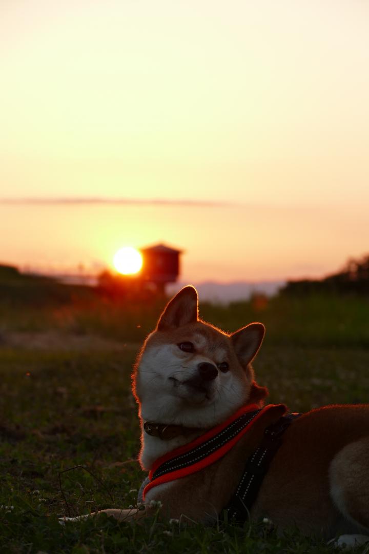 まったりな夕暮れ時