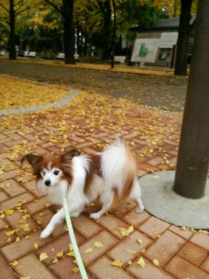 秋の光が丘公園にて