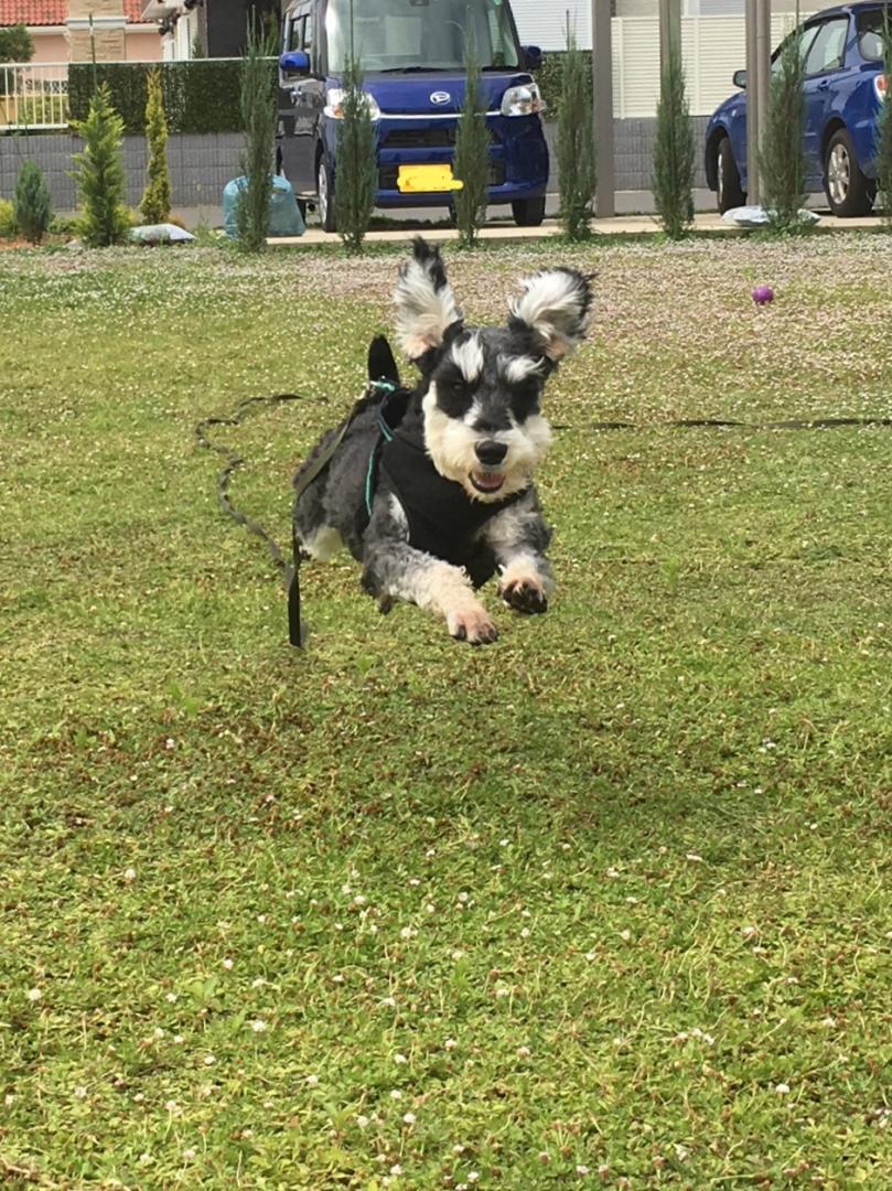 お庭で飛行犬！