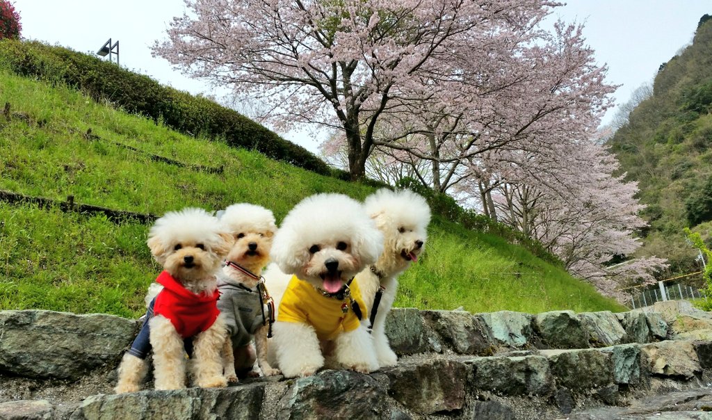 愛犬と桜