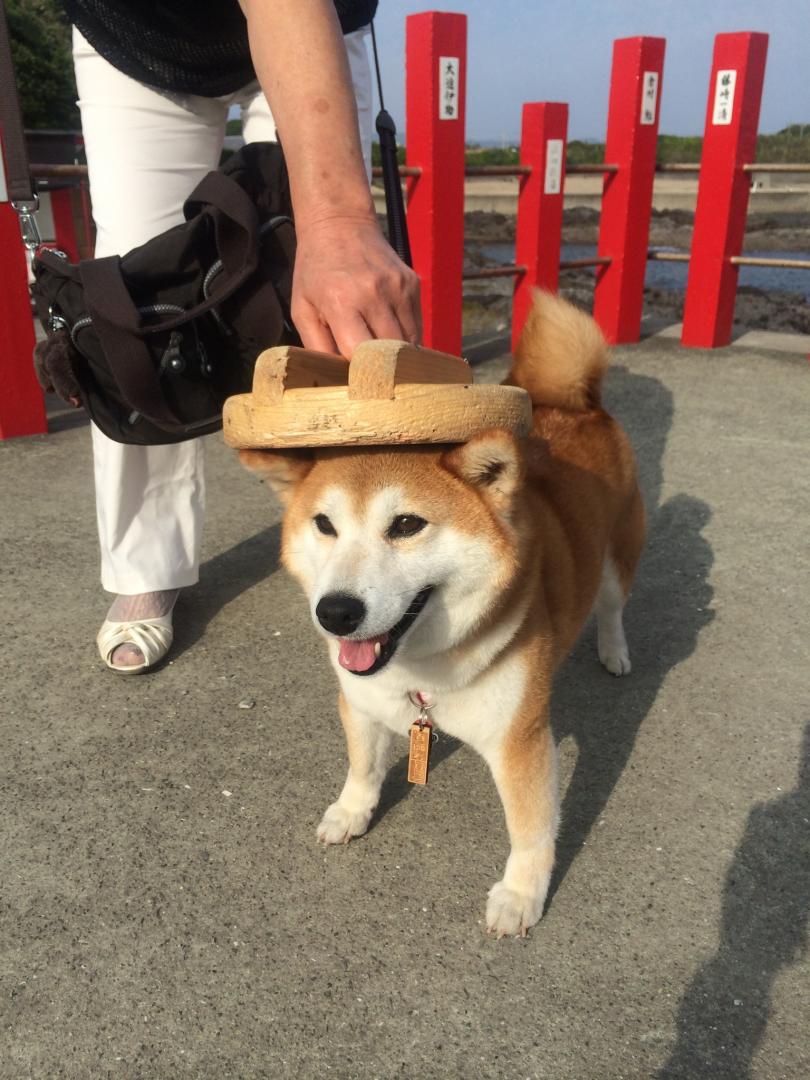 釜蓋神社で安産祈願