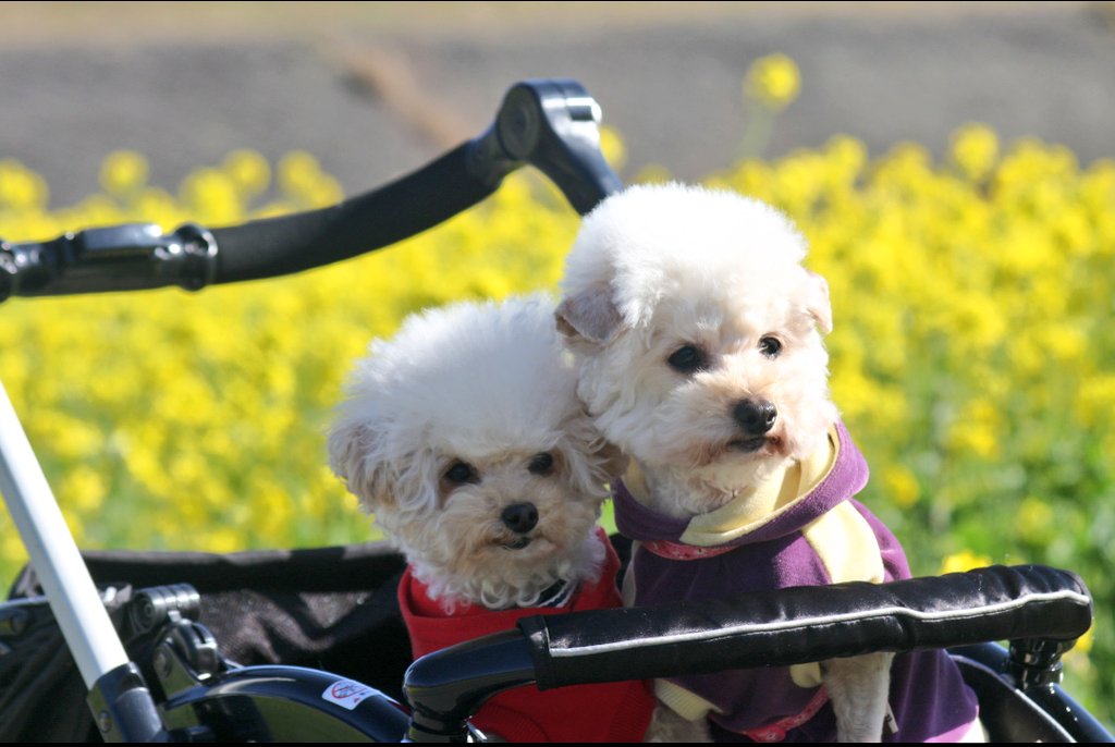 菜の花と愛犬