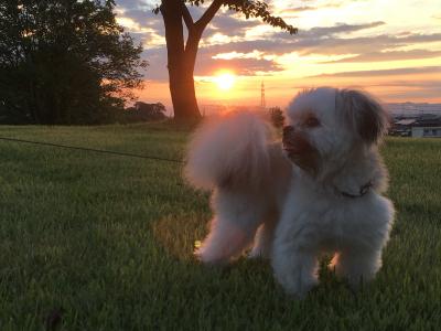 夕日がきれいだね