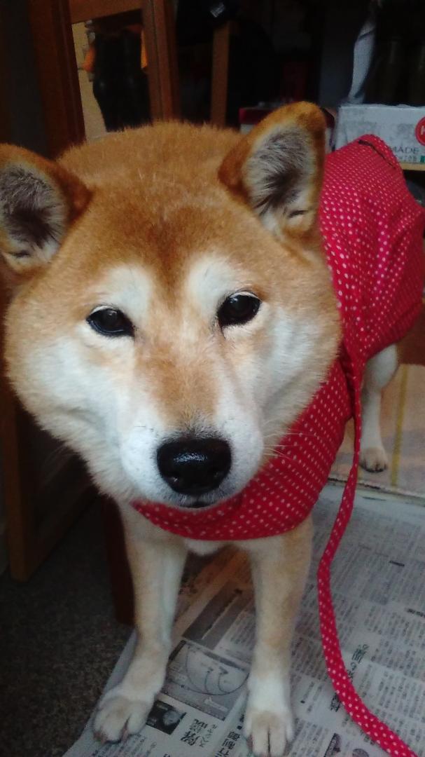 雨だけど散歩行くんでしょ❗