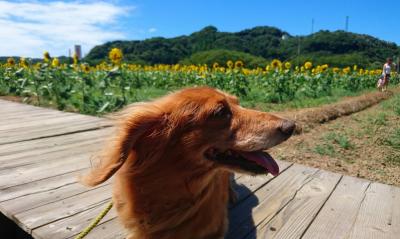 夏のひまわり畑と愛犬 姫