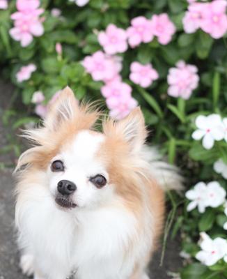 お花といっしょに♪