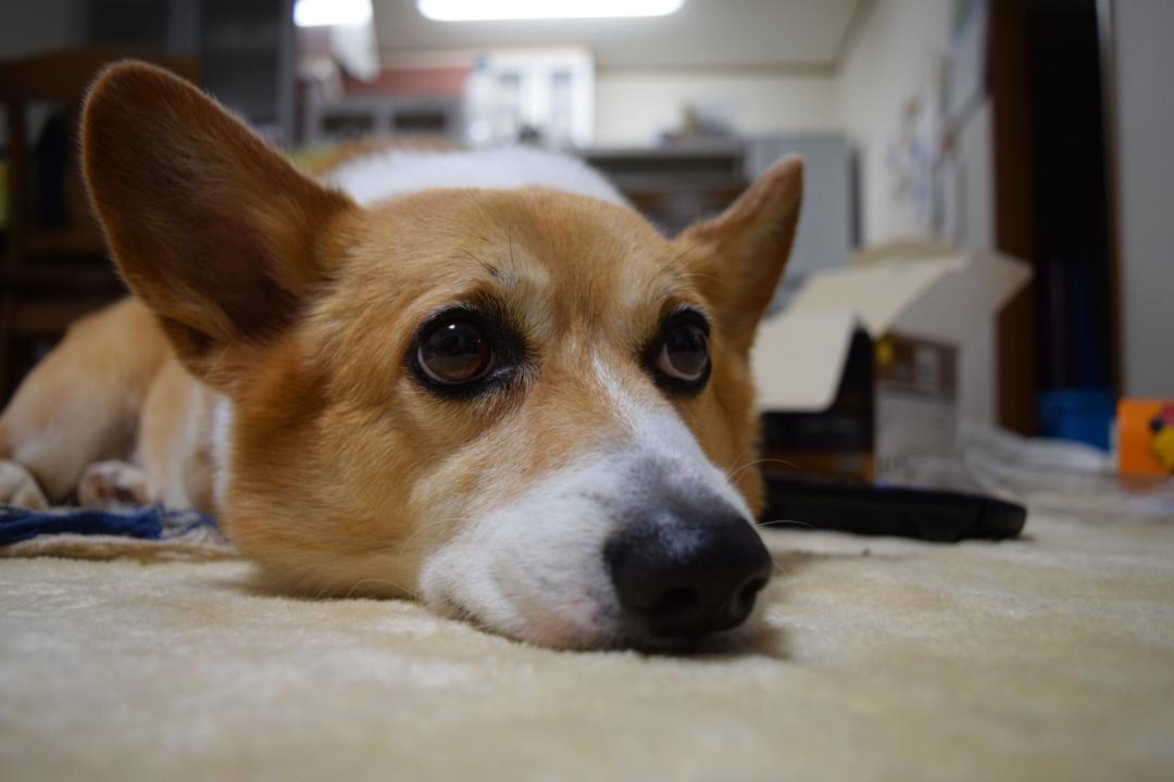 ふてくされ たんたんさんの投稿写真 犬 愛犬フォトコンテスト イヌトミィ