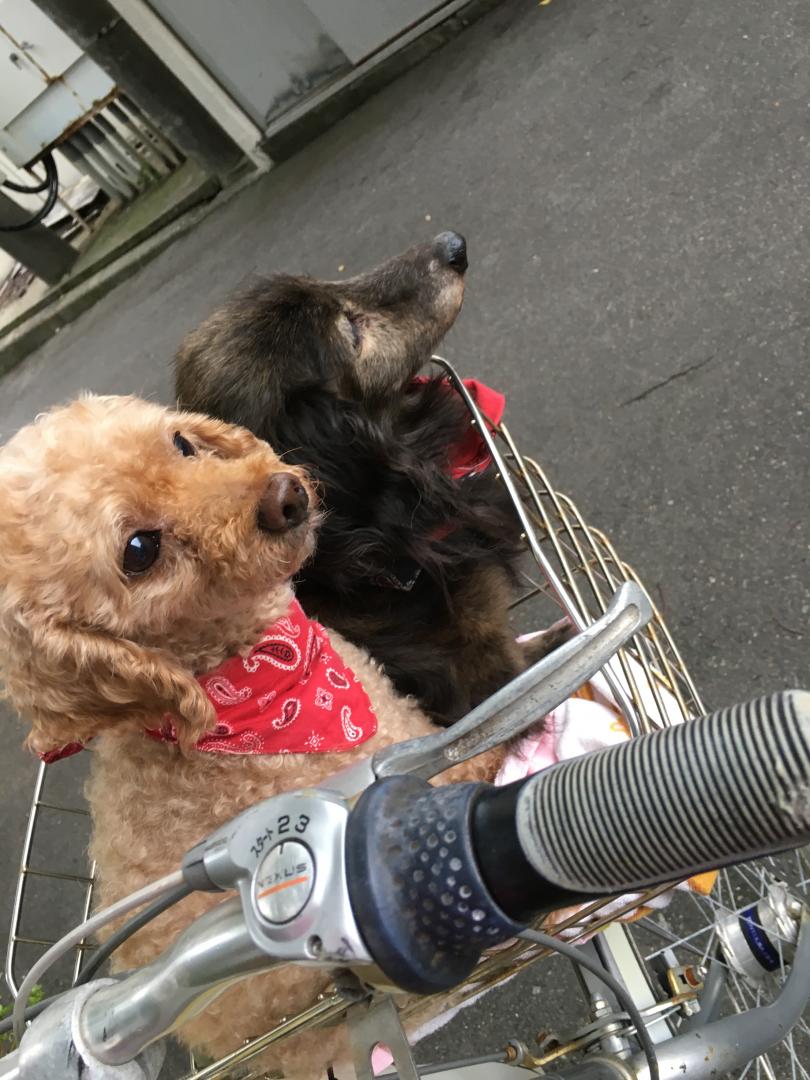 自転車