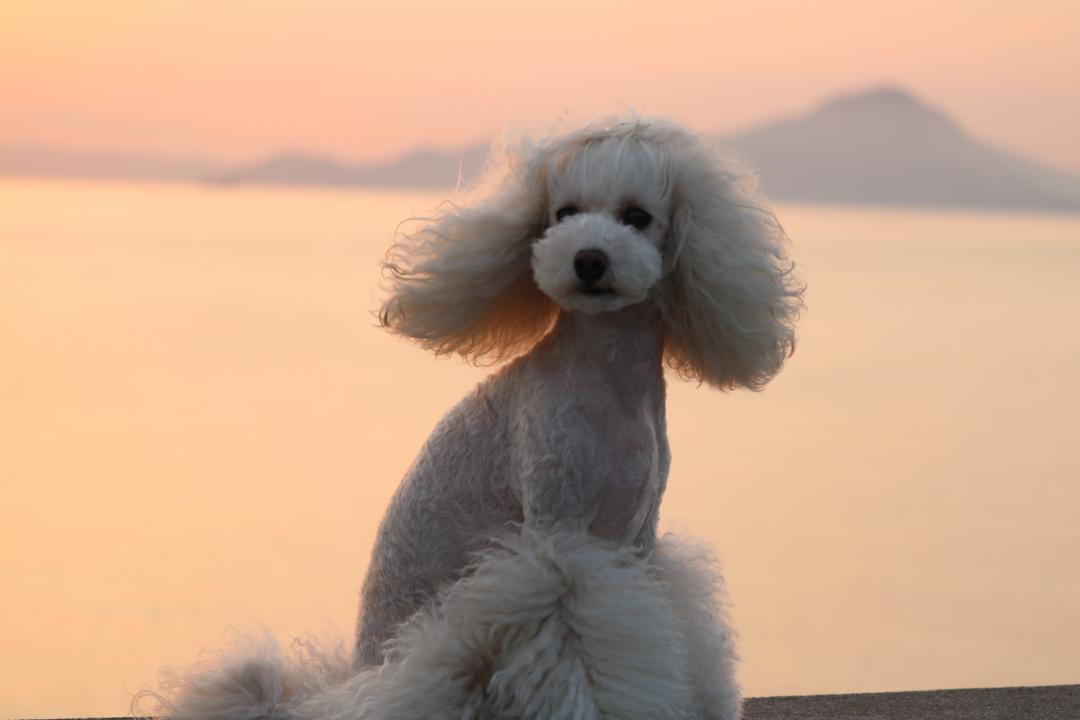 朝陽を浴びて