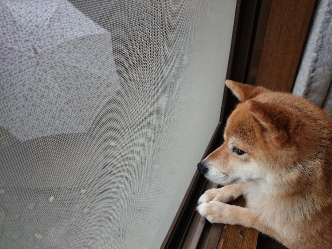 雨上がったね。