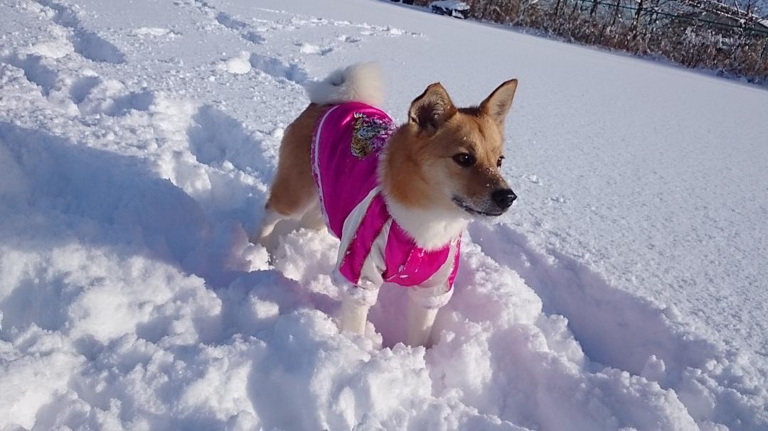 幸は雪が好き