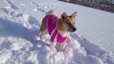 幸は雪が好き