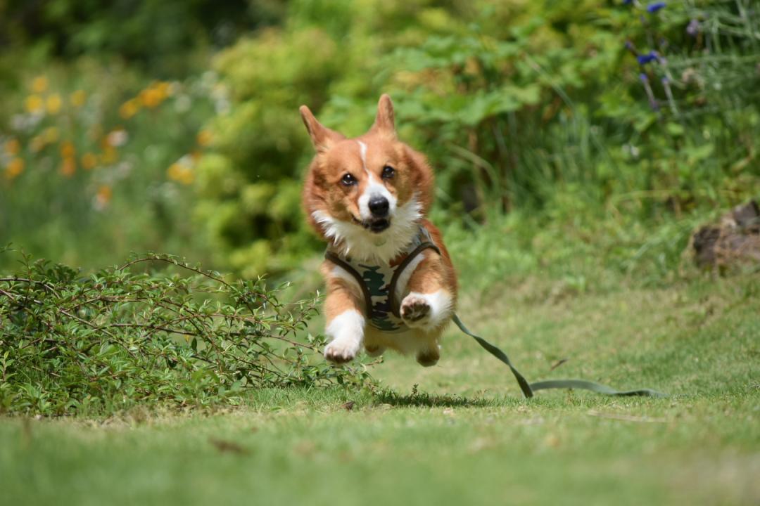 シュワッチ