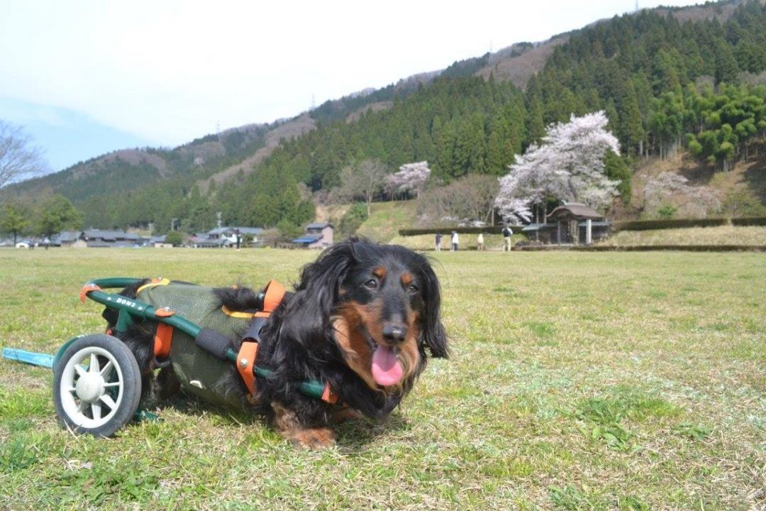 車椅子だけど、元気だよ！