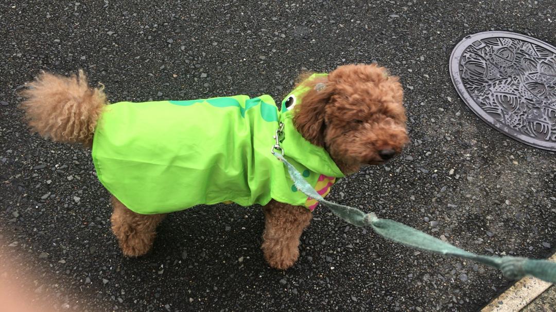 僕雨でも走るよ～