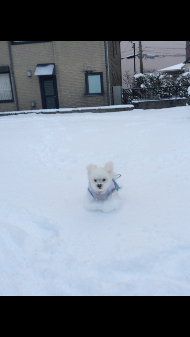 ❄ゆき❄の日のわんこ