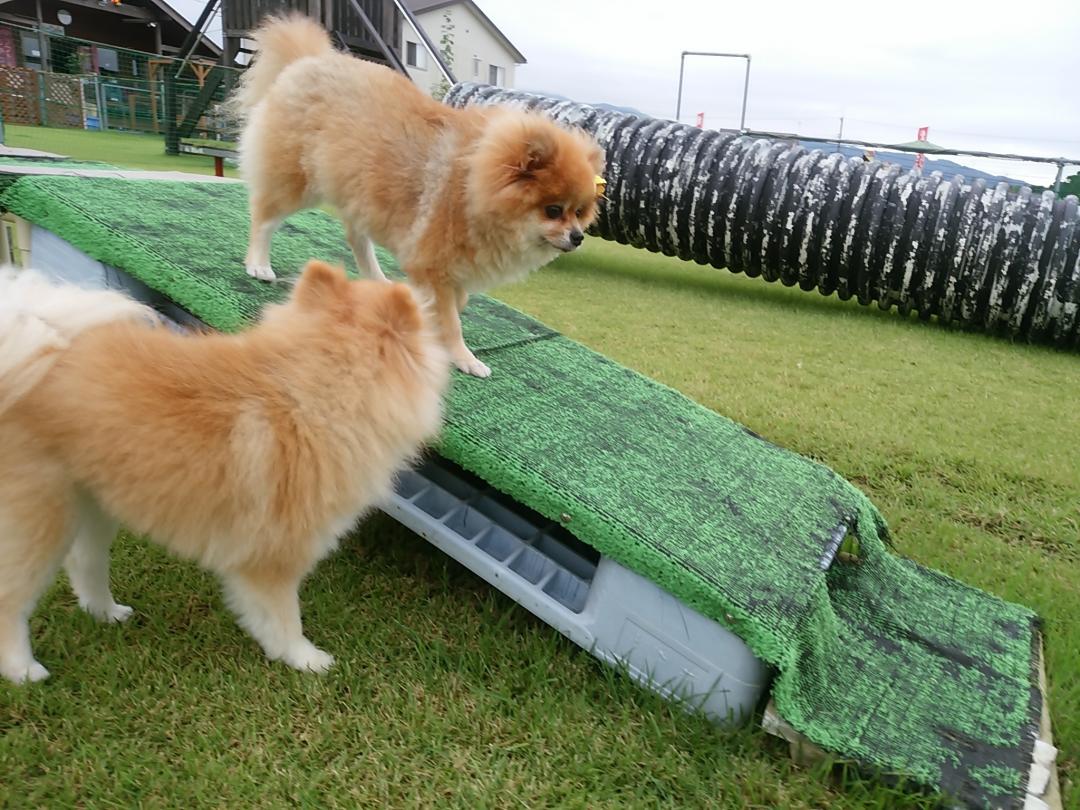 ポン、よく見てなさい！