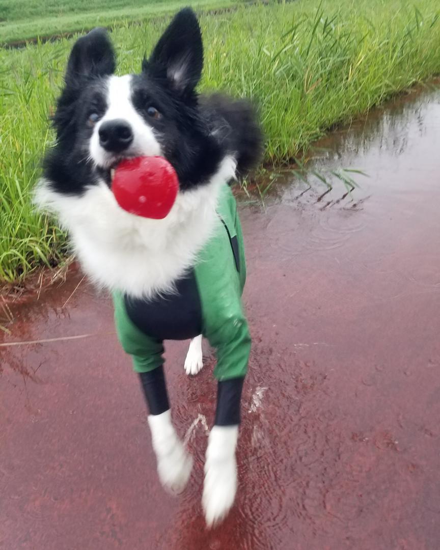 雨散歩