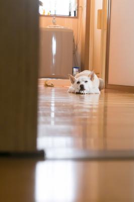 雨はつまんないだワン！