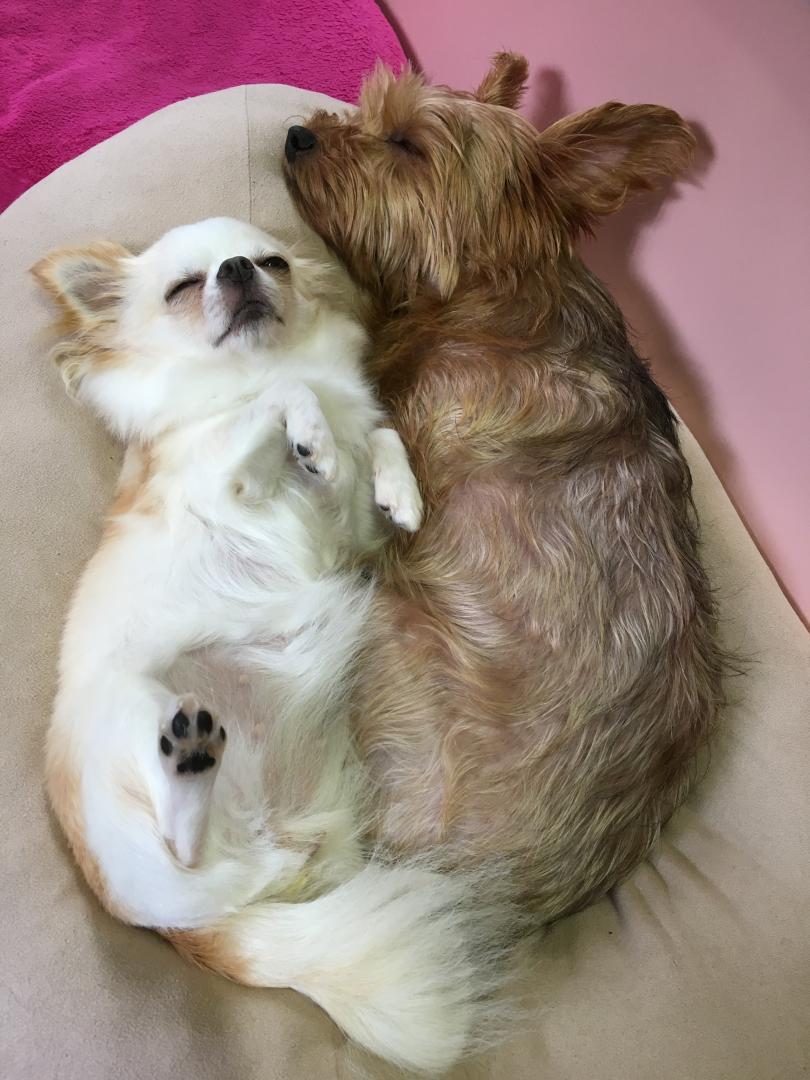 仲良くゴロン Ramさんの投稿写真 犬 愛犬フォトコンテスト イヌトミィ