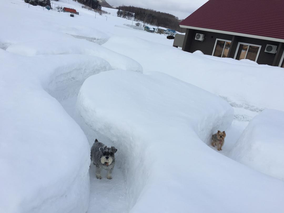 雪の迷路