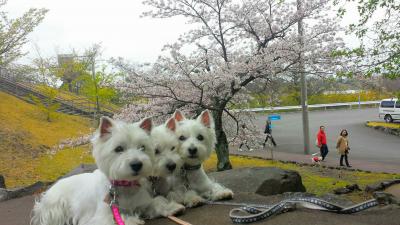 親子でお花見