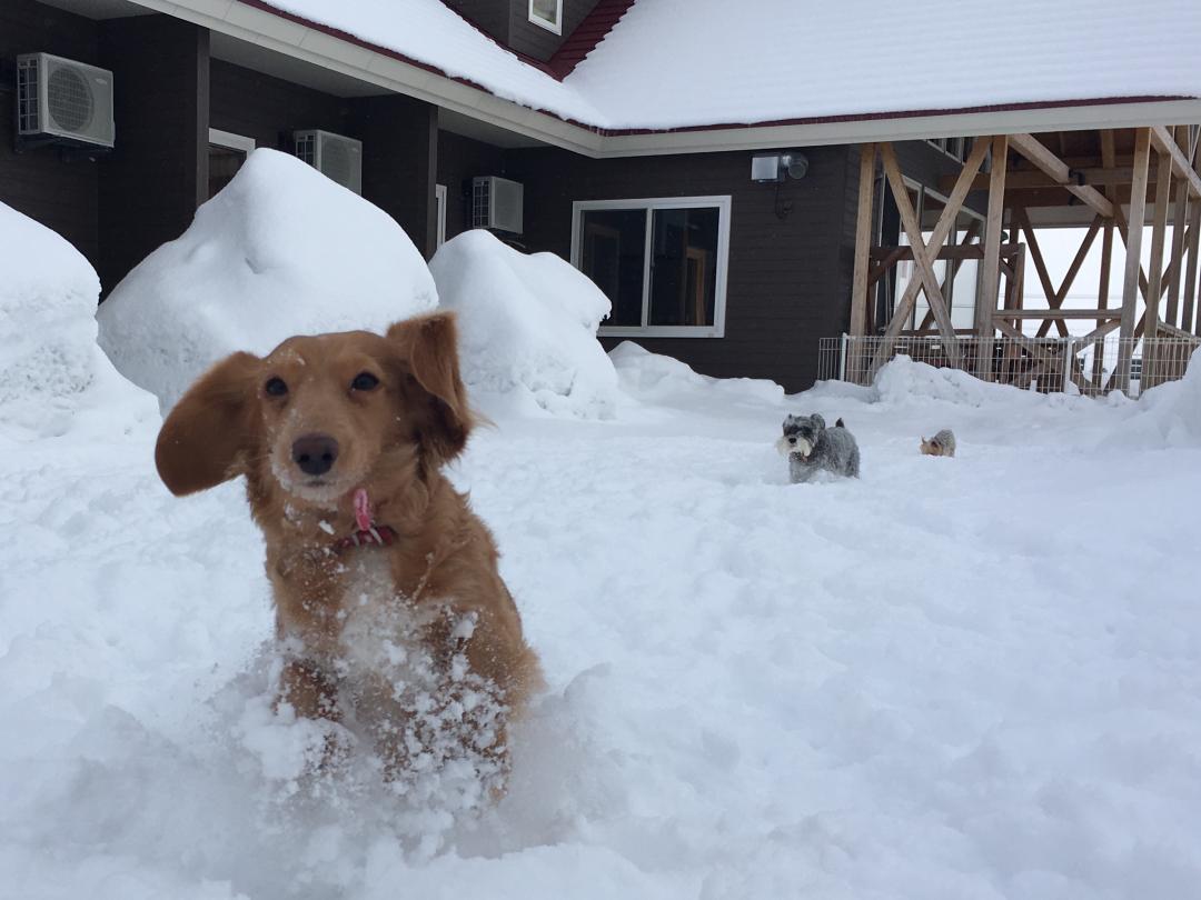 雪まみれ