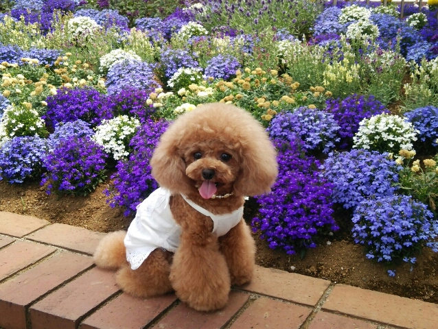 お花と、あたち…ハイポーズ